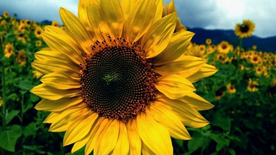 El girasol lideró el crecimiento exportador del agro argentino y superó los US$ 2.000 millones en 2025