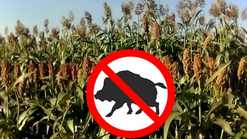 Agricultura antijabalíes: el sorgo se convierte en alternativa al maíz