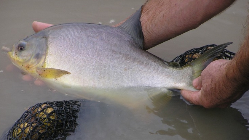 Apuntes para producir carne de pescado con alto valor nutricional