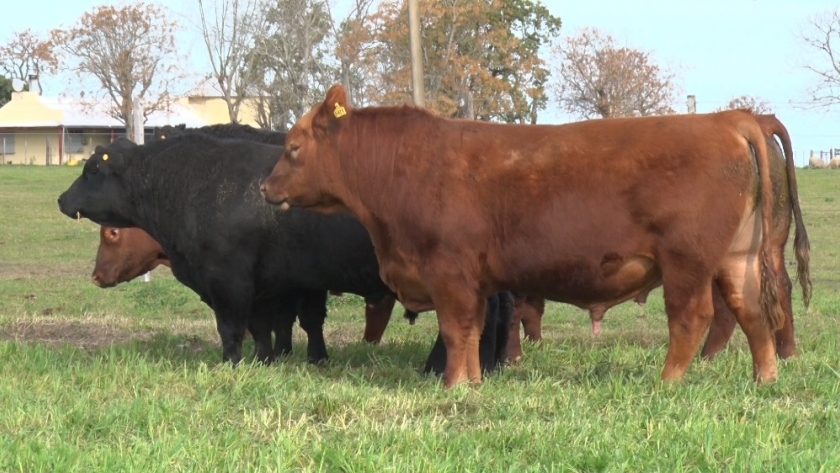 Llega la 44° Exposición Nacional Angus de Primavera
