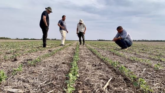 La soja cede terreno: Argentina ajusta proyecciones por márgenes negativos y precios en baja