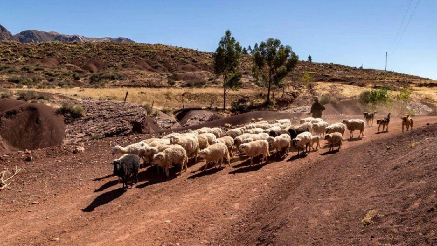 Sanidad ovina en Vinchina: el municipio lanzó una campaña