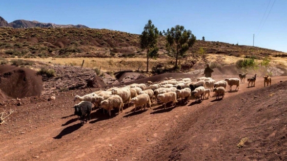 Sanidad ovina en Vinchina: el municipio lanzó una campaña