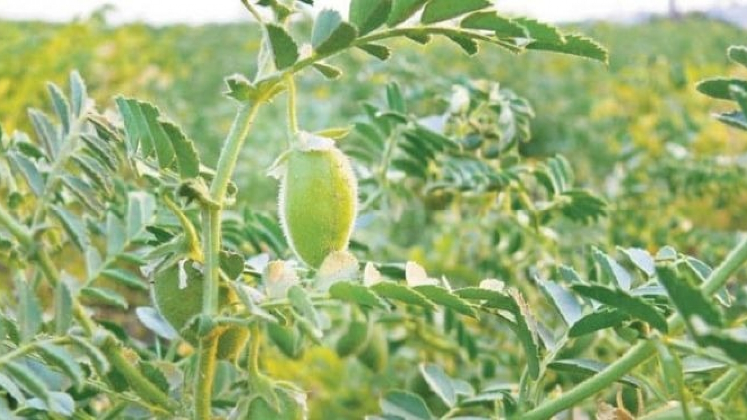 Garbanzo: crece la tensión entre el Inase y los productores por el uso de una variedad histórica que domina la siembra