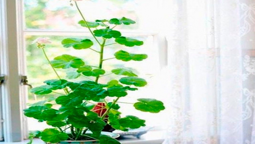 Cultivo de planta de interior