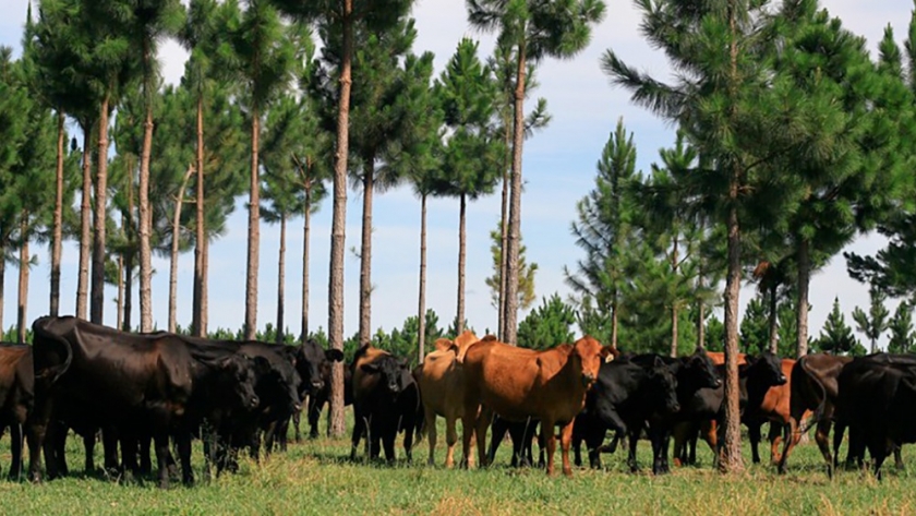 Plantaciones forestales: guardianes verdes del dióxido de carbono