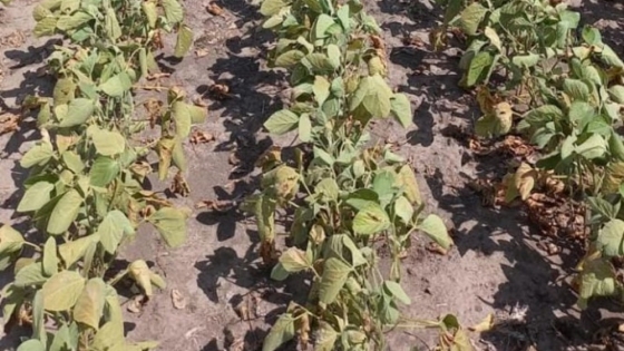 Pronostican lluvias que traerán alivio parcial y calor extremo para el área agrícola