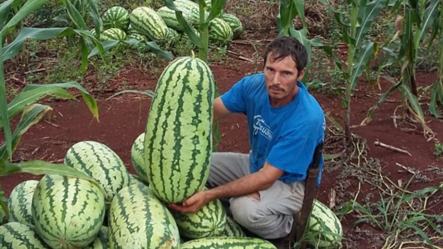 Las Lomitas abrió la campaña de sandía con envíos de 140 toneladas a los mercados nacionales