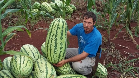 Las Lomitas abrió la campaña de sandía con envíos de 140 toneladas a los mercados nacionales