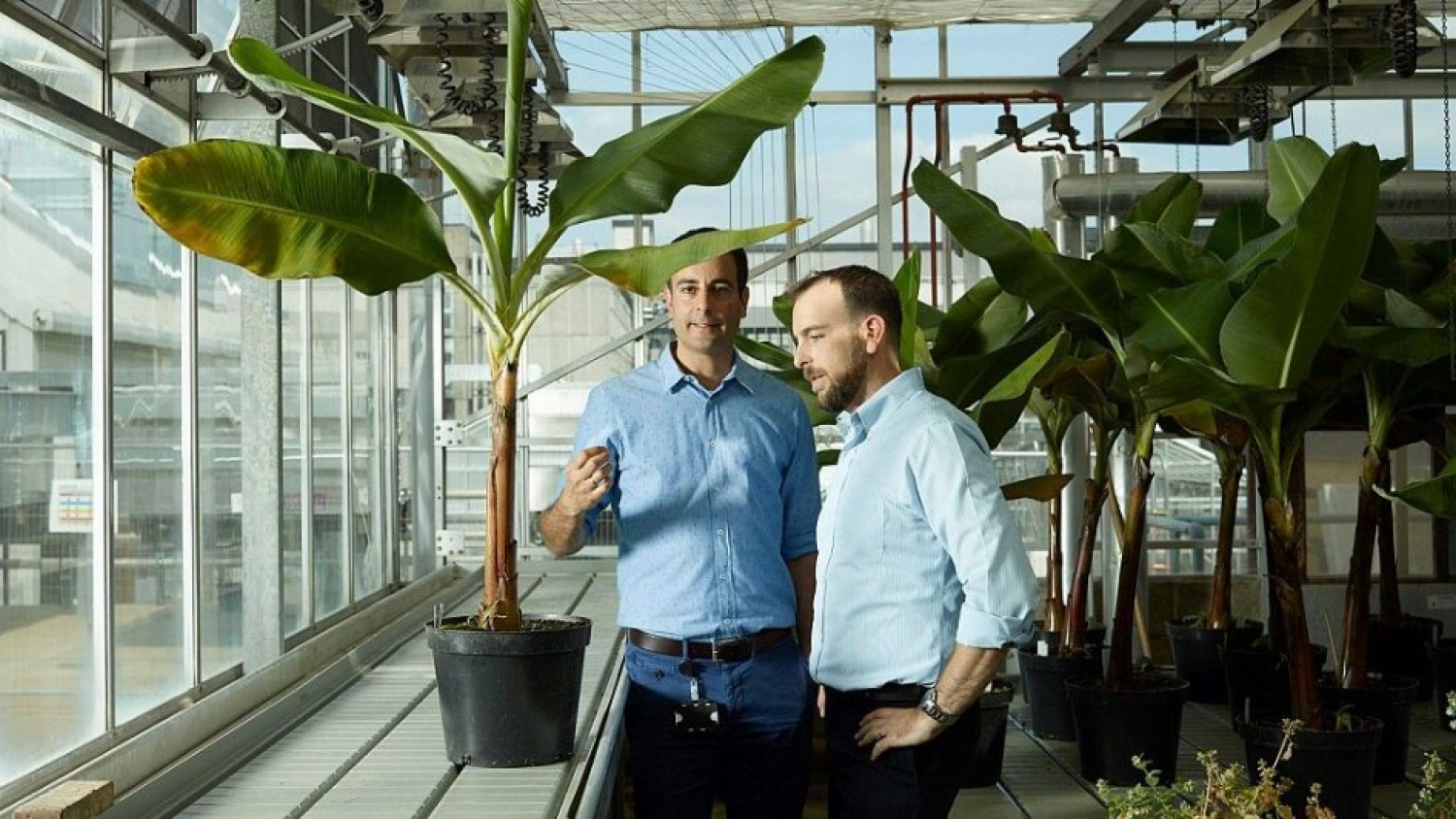 Tropic secures $105 million to scale gene-edited bananas and accelerate disease-resistant varieties