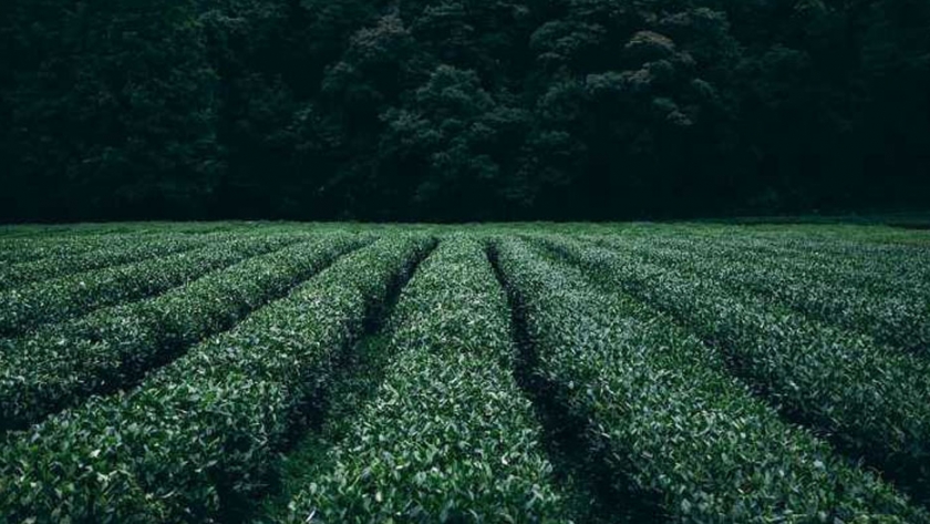 La práctica de cultivo sostenible de cultivos de cobertura enfrenta una gran limitación: la tierra para producir semillas  