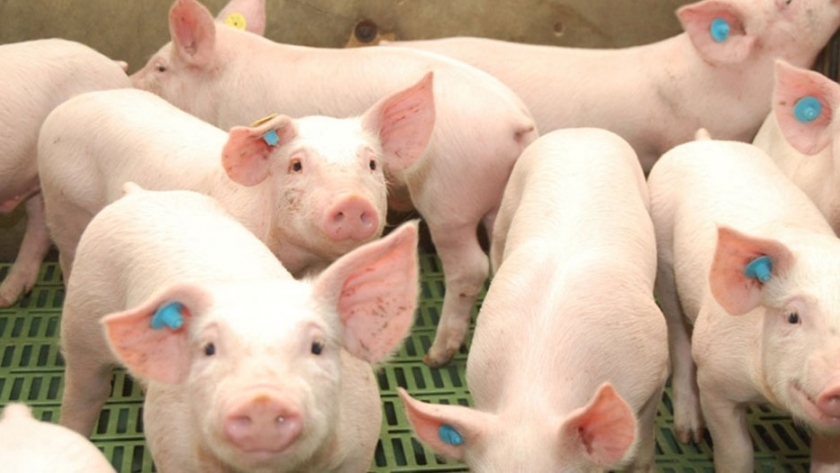 Proteger la sanidad porcina es cuidar los mercados de exportación