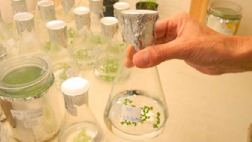 Lenteja de agua, la elegida para tratar efluentes