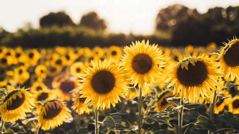 El girasol se expande a nuevos territorios