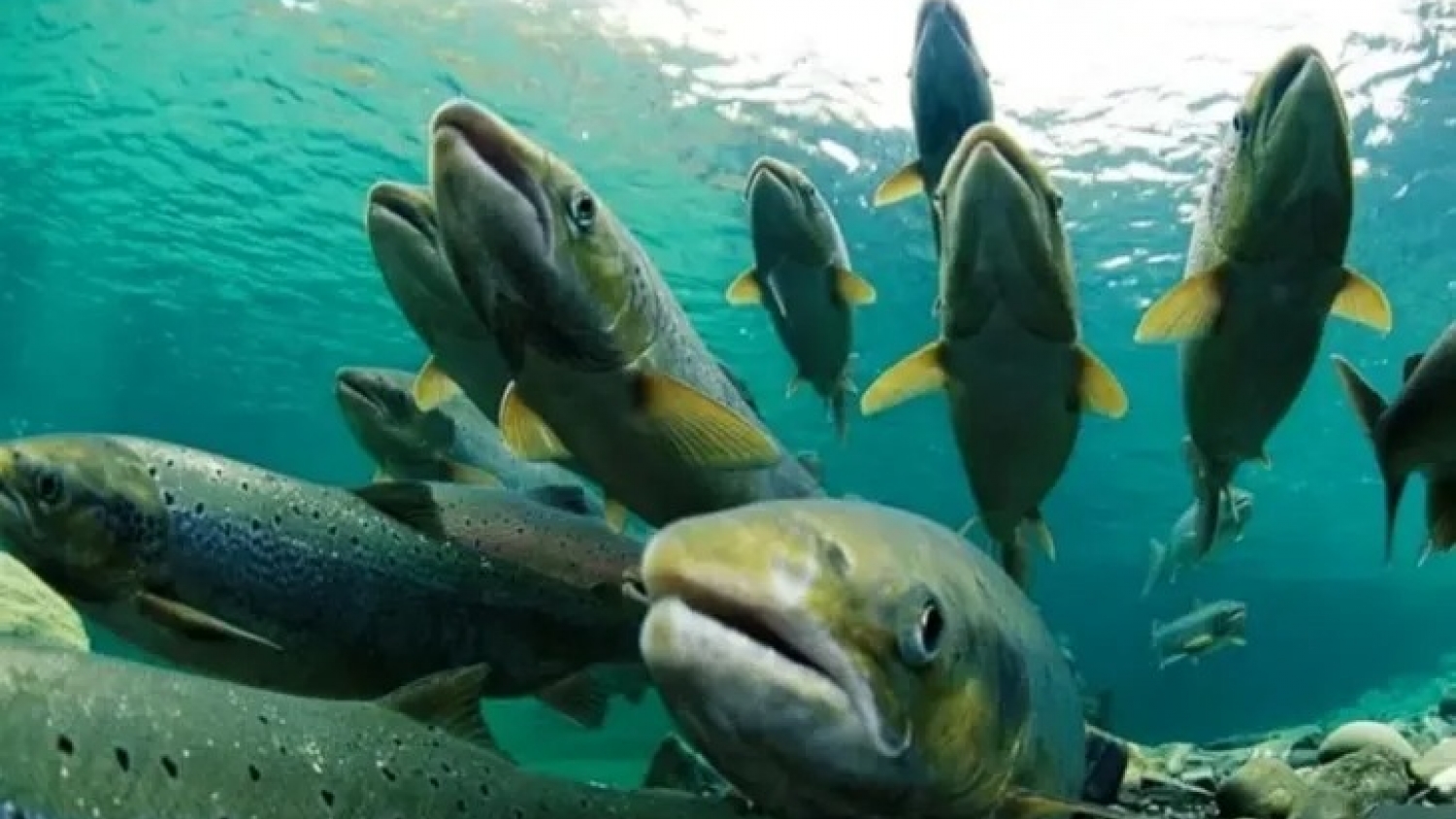 Avance del salmón Chinook en la Patagonia: alertan por impacto ecológico y buscan habilitar su aprovechamiento