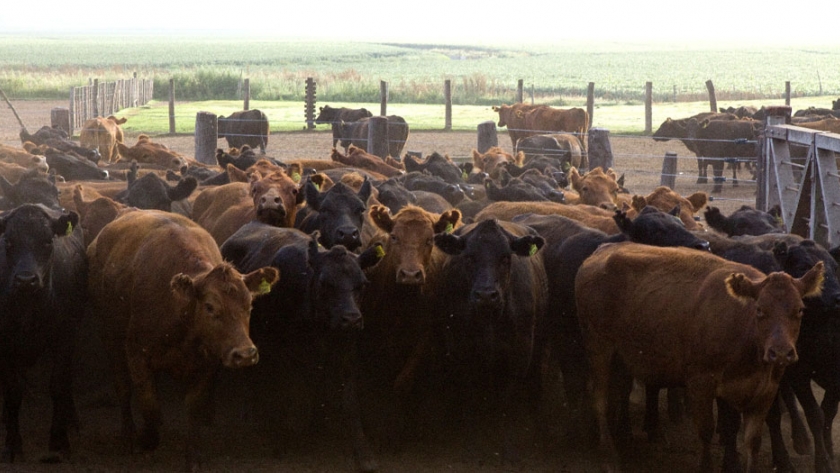 Actualización del Plan Nacional de Control y Erradicación de Brucelosis bovina