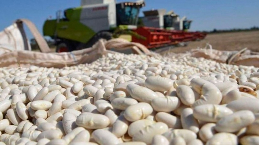 Salta tiene la mayor producción de legumbres del país