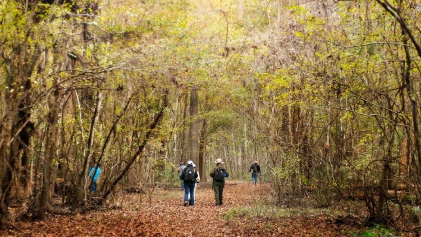 Congaree, un parque nacional oculto en Carolina del Sur 