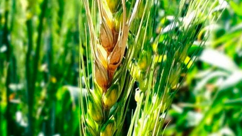 Descubren un gen que protege a la cebada del ataque de fusarium