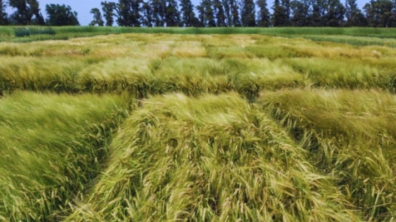 INTA lanza una nueva cebada cervecera que mejora rendimiento, calidad y tolerancia al frío  “Beatriz IN