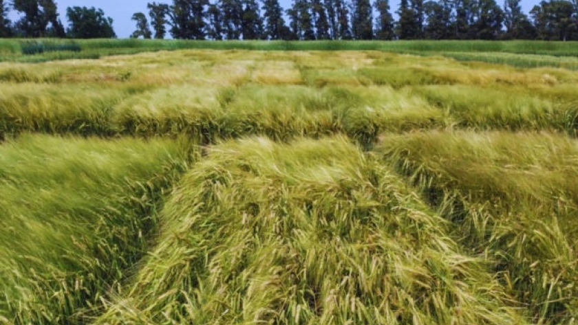 INTA lanza una nueva cebada cervecera que mejora rendimiento, calidad y tolerancia al frío  “Beatriz IN