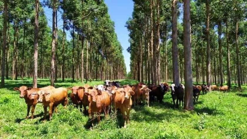 Combinar la silvicultura, la ganadería y los bonos de carbono: la tripleta perfecta a la que apuestan en Corrientes