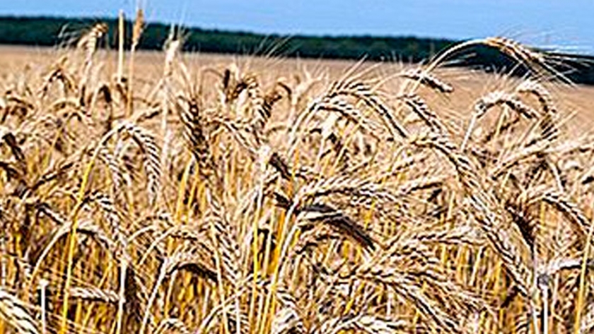 Principales países productores de triticale en el mundo