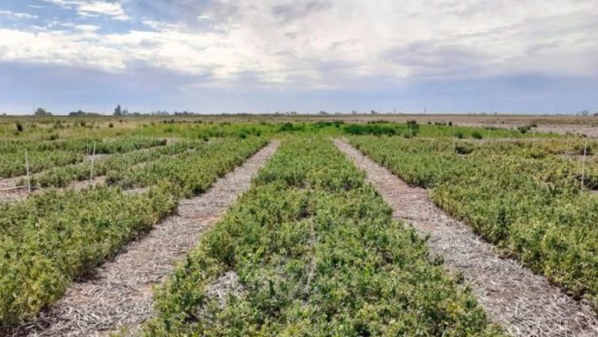 Cultivo de arveja: evaluaron variedades verdes y amarillas en Pergamino