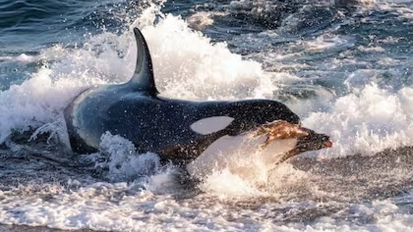 Fue abogado en la Justicia Federal de Morón, dejó todo para dedicarse a la conservación y hoy busca salvar a las orcas que varan en Península Valdés