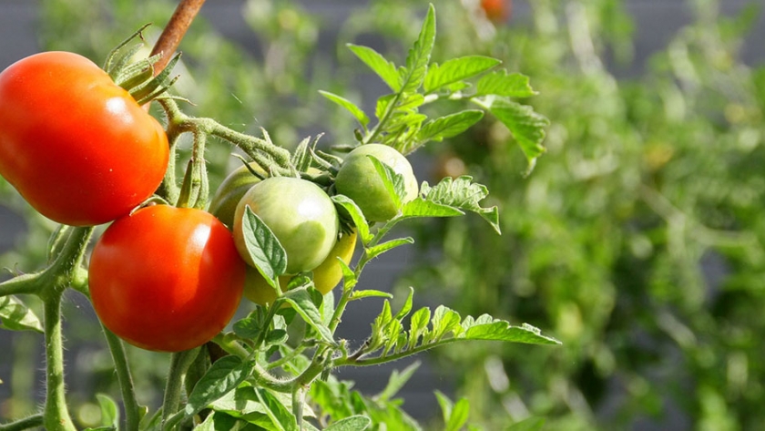 Márgenes brutos de producción de tomate bajo invernadero: campaña 2020