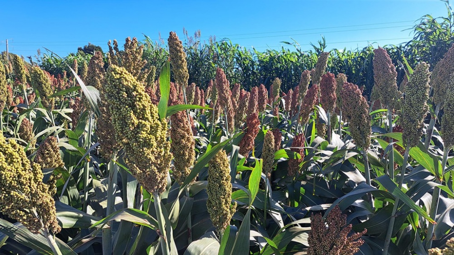 El cultivo de sorgo recupera terreno y suma oportunidades en bioetanol y alimentación animal