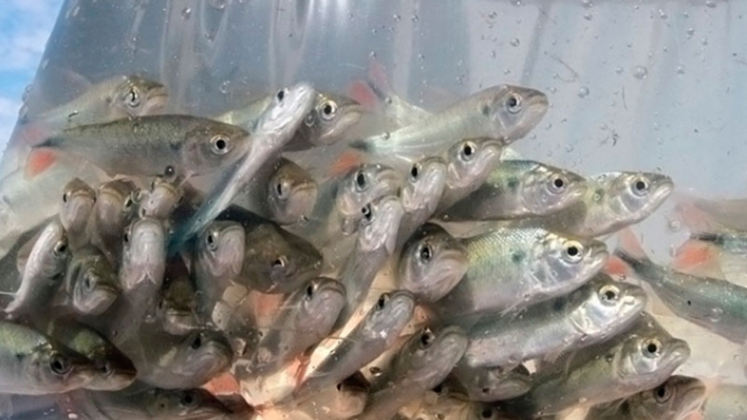 Criar peces en el patio, una propuesta de Prohuerta