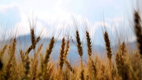 Exportaciones 2020: un panorama incierto con el trigo como un único salvador