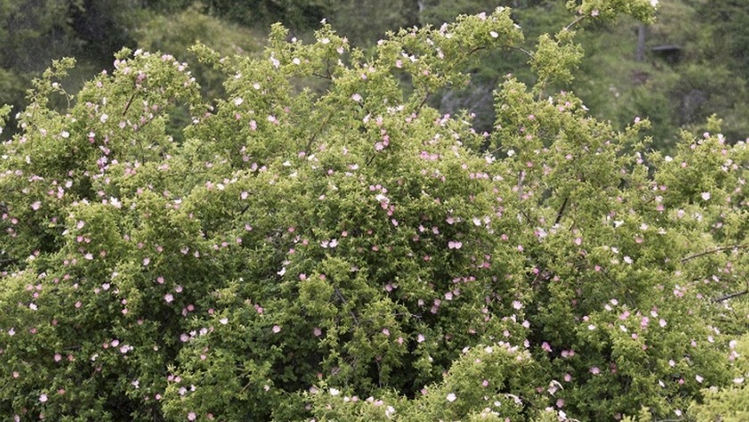 Estudian el potencial de la rosa mosqueta como biocombustible 