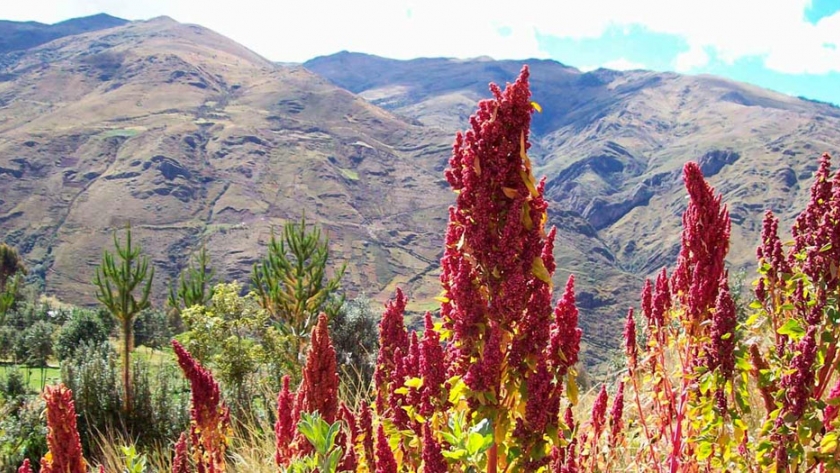 Buscan reintroducir el cultivo de quinua en San Juan a través de estudios sociotécnicos