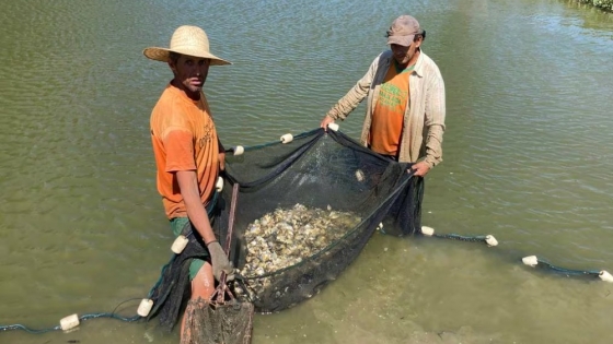 Paraguay. Pequeños productores acuícolas se alistan para exportar tilapia a Chile