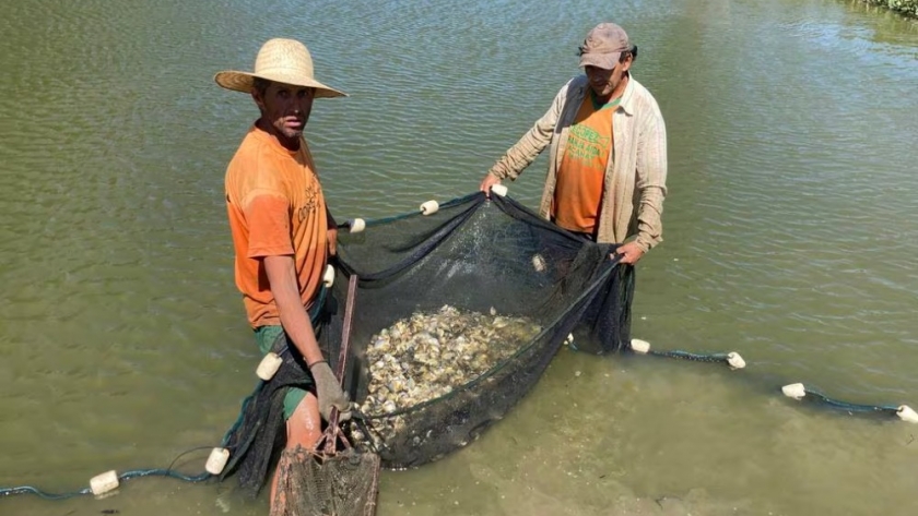 Paraguay. Pequeños productores acuícolas se alistan para exportar tilapia a Chile