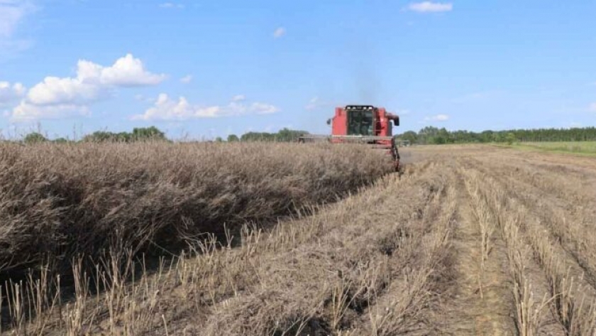 Nussed Carinata , el cultivo sostenible que esta transformando la agricultura en el sur de Estados Unidos.