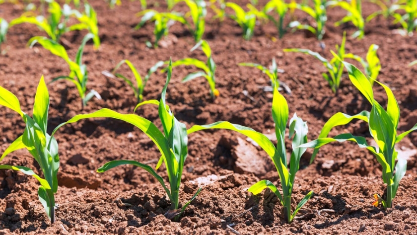 La agricultura y el sector rural pueden impulsar la economía si solucionamos sus males