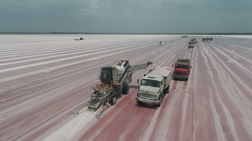 Se inició la cosecha en ocho salinas pampeanas