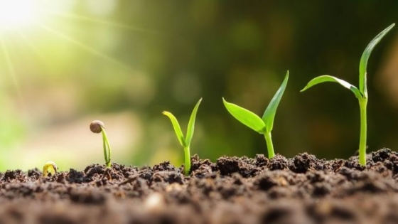 Mejoramiento de cultivos: descubren cómo hace la planta de porotos para dejar entrar a las bacterias de suelo que más la benefician