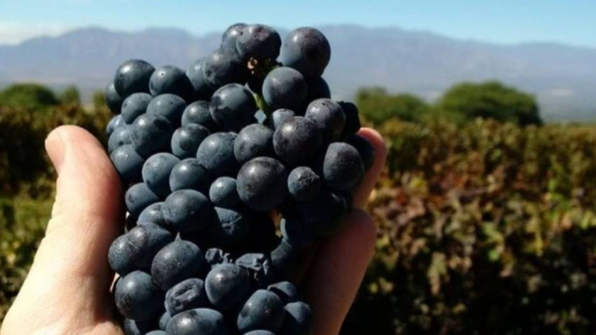 ¿El frío es enemigo del Malbec? 