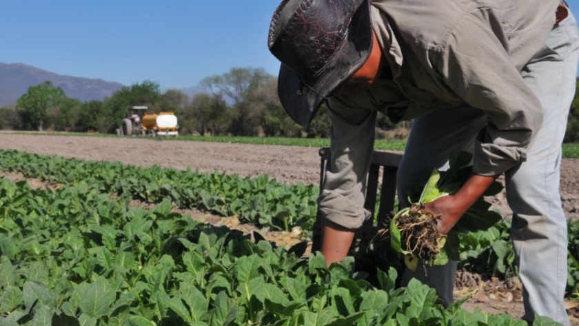 Agricultura transfirió más de $2.990 millones del Fondo Especial de Tabaco