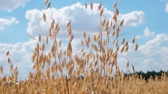 Según la USDA la cosecha mundial de cereales secundarios caerá 0,28 % en 2019/20