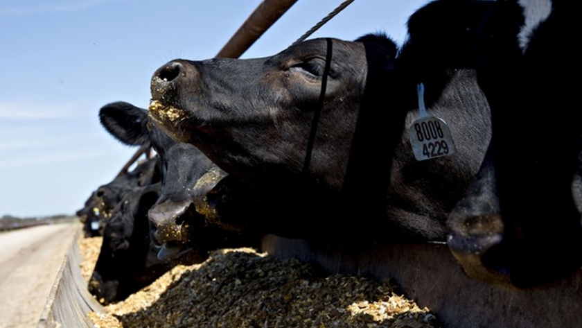En Estados Unidos  reducirán la emisión de gas metano en producción de carne