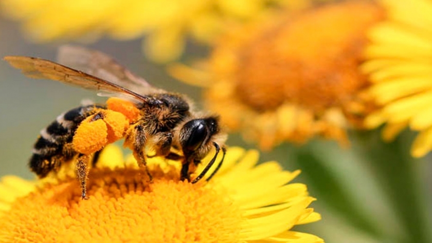 Crean un corredor de flores de 11 km para ayudar a las abejas