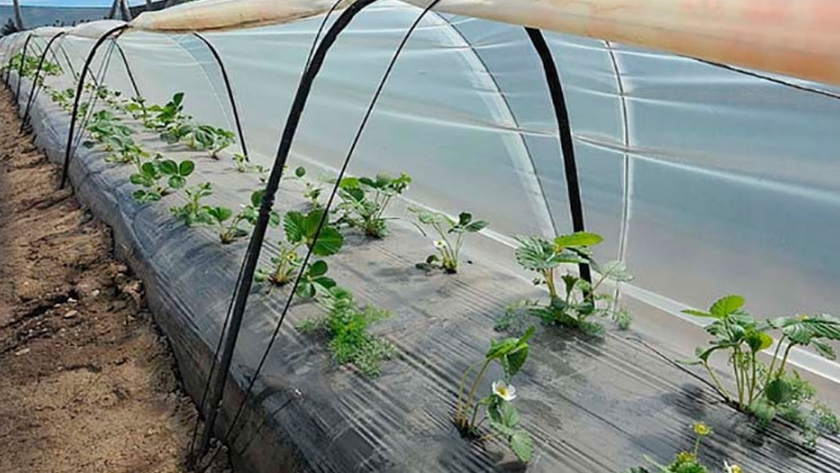 Cultivo de cebollas en microtúneles