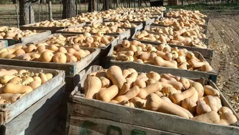 Con una novedosa técnica lograron duplicar la producción de zapallos en Plottier
