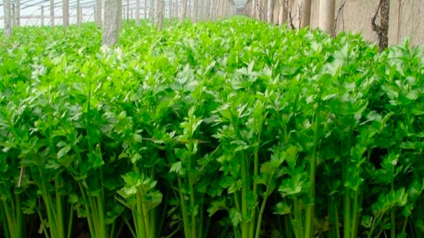 El cultivo del apio