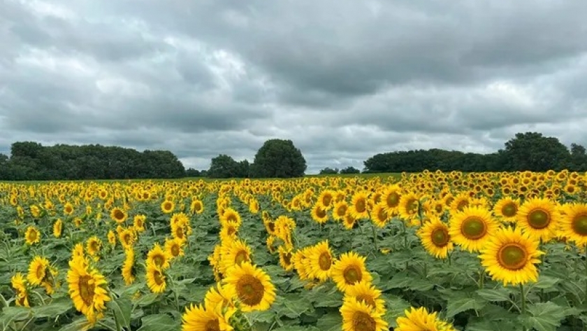 Declaran la alerta sanitaria por una plaga europea que llegó a la región y atenta contra el girasol